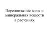 Передвижение воды и минеральных веществ в растениях