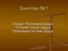 Сердце. Топография сердца. Строение стенки сердца. Проводящая система сердца. Занятие №1