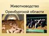 Животноводство Оренбургской области