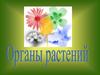 Органы растений. Семя