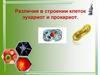 Различия в строении клеток эукариот и прокариот