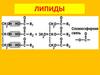 Липиды. Строение, функции и значение липидов