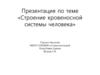 Строение кровеносной системы человека