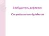 Возбудитель дифтерии Corynebacterium diphtheriae