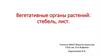 Вегетативные органы растений: стебель, лист