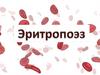 Эритропоэз
