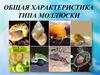 Общая характеристика типа моллюски