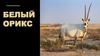 Белый орикс