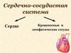 Сердечно-сосудистая система
