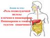 Роль поджелудочной железы и печени в пищеварении. Пищеварение в тонком и толстом кишечнике