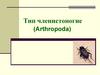 Тип членистоногие (Arthropoda)