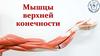 Мышцы верхних конечностей