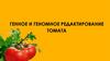 Генное и геномное редактирование томата