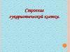 Строение эукариотической клетки