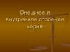 Внешнее и внутреннее строение корня