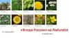 «Флора России» на iNaturalist