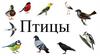 Птицы. Основные характерные особенности