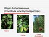 Отдел Голосеменные