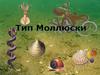 Тип Моллюски
