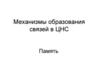Механизмы образования связей в ЦНС. Память