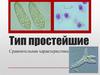 Тип Простейшие. Сравнительная характеристика