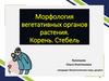 Корень. Стебель. Морфология вегетативных органов растения