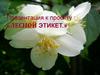 Лесной этикет