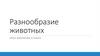 Разнообразие животных