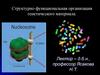 Структурно-функциональная организация генетического материала