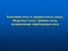 Анатомия носа и придаточных пазух. Фурункул носа, травмы носа, искривление перегородки носа. Лекция 2