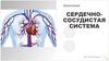Сердечно-сосудистая система