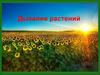 Дыхание растений