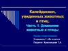 Калейдоскоп, увиденных животных и птиц. Часть 1. Домашние животные и птицы