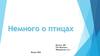Немного о птицах