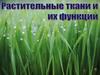 Растительные ткани и их функции