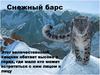 Снежный барс