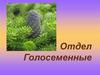 Отдел Голосеменные