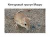 Кенгуровый прыгун Морро