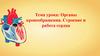 Органы кровообращения. Строение и работа сердца