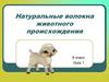 Натуральные волокна животного происхождения. Урок 1. 6 класс