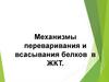 Механизмы переваривания и всасывания белков в ЖКТ