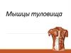 Мышцы туловища