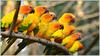 Parrots. Parrots are highly intelligent birds known for their problemsolving skills