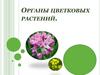 Органы цветковых растений