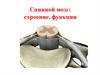 Спинной мозг. Строение, функции