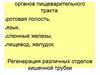 Органы пищеварительного тракта