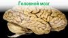 Головной мозг. Отделы головного мозга