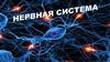 Нервная система