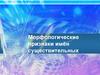 Морфологические признаки имён существительных. Одушевлённые и неодушевлённые имена существительные