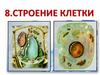 Строение клетки